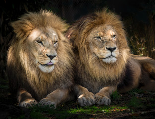 Two lion friends sitting closely together watching something in the distance. 