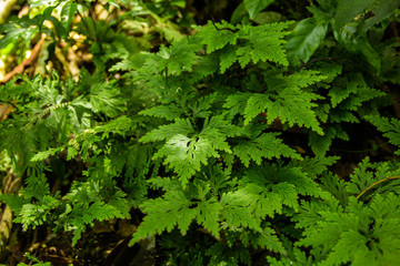 Naklejka na ściany i meble Wild fern growing in forest