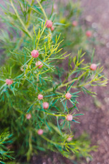 native Australian bush plant isopogon candy cone with pink blossoms