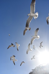 seagulls flying in the sky