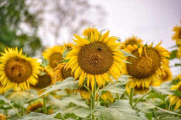 Obraz premium field of sunflowers