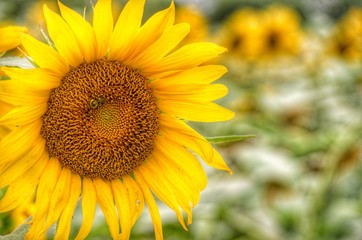 Fototapeta premium sunflower on background of blue sky