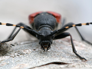 Red-shouldered Pine Borer beetle, Stictoleptura canadensis, close-up of head/face, on bark