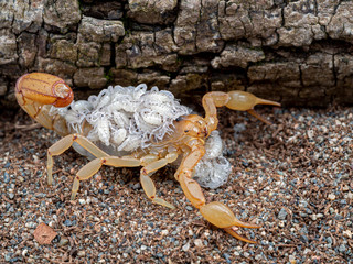 female stripe-tailed scorpion, Paravaejovis spinigerus, carrying newborn babies on back, 3/4 view