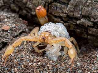  female stripe-tailed scorpion, Paravaejovis spinigerus, carrying newborn babies on back, front view