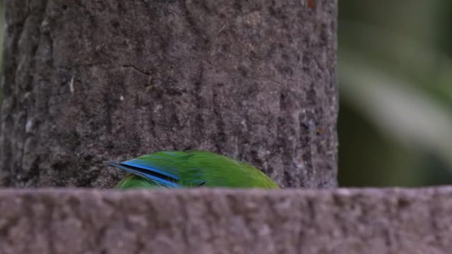 Beautiful blue winged leafbird feeding close up