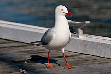 Seagul on a timber marina/dock closeup.