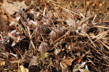 hairy sprouts of a pasque flower in spring garden