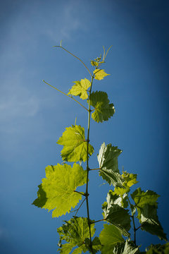 Grape branch against the sky