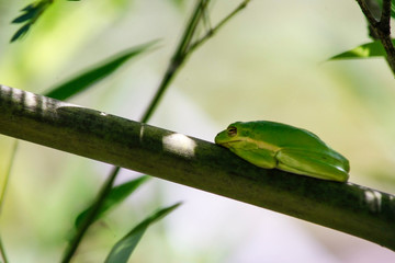 Tree Frog