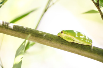 Tree Frog
