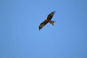 kite (milvus milvus) flying in various positions 