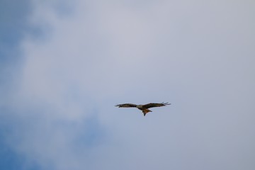 kite (milvus milvus) flying in various positions 