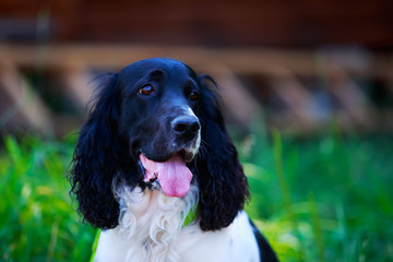 Dog breed Russian hunting spaniel