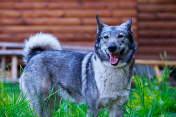 Dog breed West Siberian Laika