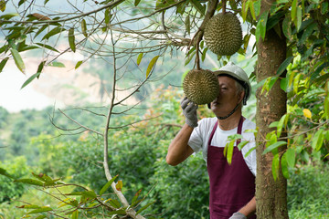 Farmer and Blackthorn durian tree.