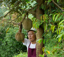 Farmer and Blackthorn durian tree.