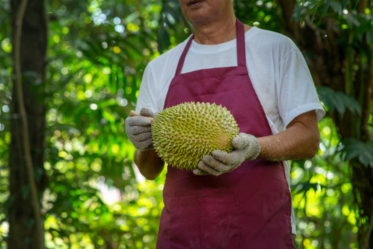 Farmer and musang king durian