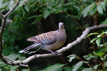 turtle dove on branch