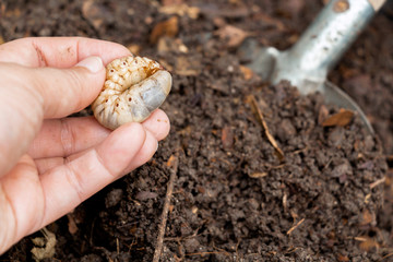 Grub Worms or Rhinoceros Beetle grow in soil on female hands's farmer which agriculture gardening. Worm insects for eating as food it is good source of protein edible. Entomophagy concept.