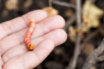 Red Zeuzera coffeae or moths stem borer destroy tree on woman hands's farmer which agriculture...