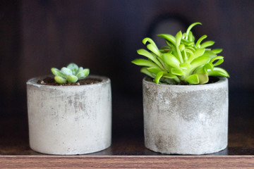Two Small succulents in concrete bases sit on a wooden shelf. Minimilast. Urban. Side View