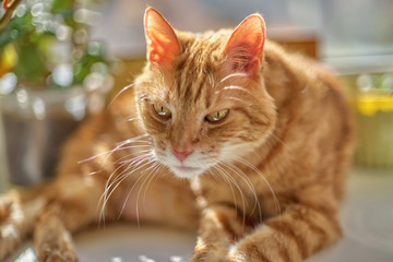 Red cat is lying on a sunny day and looking at the camera, close-up