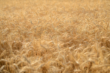 Ears of golden wheat close up. Beautiful nature sunset field background. Rural scenery of meadow under shining sunlight