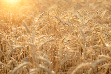Ears of golden wheat close up. Beautiful nature sunset field background. Rural scenery of meadow under shining sunlight
