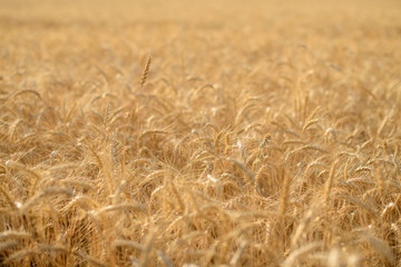 Ears of golden wheat close up. Beautiful nature sunset field background. Rural scenery of meadow under shining sunlight