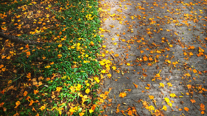 abstract background of yellow leaves