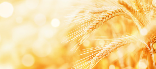 Beautiful wheat field in the sunset light. Golden ears during harvest, macro, banner format. Autumn...