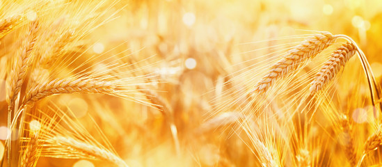 Beautiful wheat field in the sunset light. Golden ripe ears during harvest, macro, banner format....