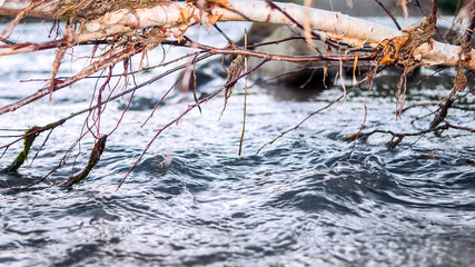 Fast Mountain River Flow under Branches of the Fallen Birch Tree Trunk.