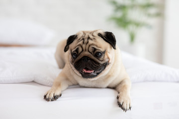 Cute pug dog breed lying on blanket on white bed in bedroom smile with funny face and feeling so happiness after wake up in the morning,Healthy Purebred dog Concept