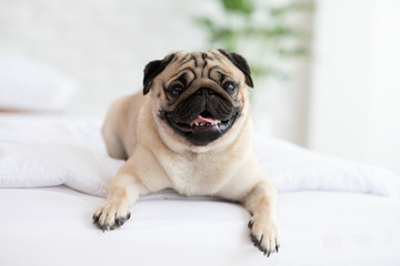 Cute pug dog breed lying on blanket on white bed in bedroom smile with funny face and feeling so...