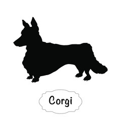 Vector isolated silhouette of Corgi dog on white background.