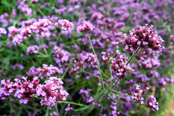 Closeup​ to​ purple​ lavender​ flower​ with​ blurred
