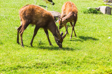 Roe deers on the meadow. Zoo, wild animals and mammal concept