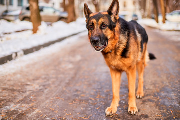 Dog German Shepherd in a city in a winter