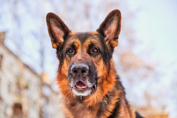 Dog German Shepherd in a city in a winter