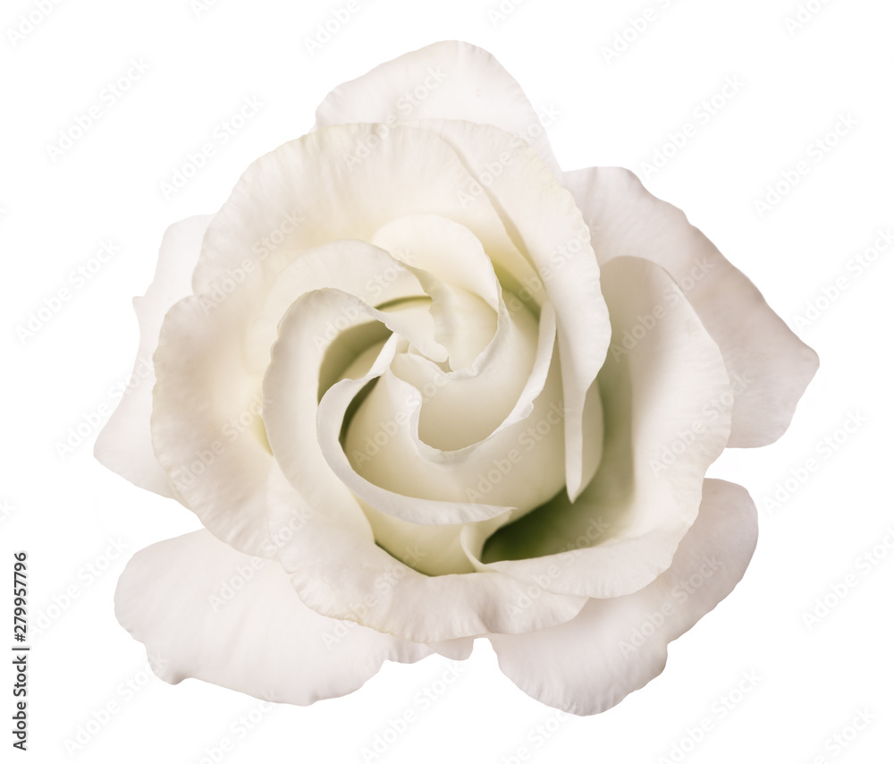 Poster white rose flower