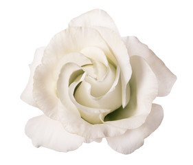 white rose flower