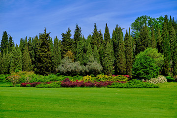 Cypress trees with flowers on a green lawn.