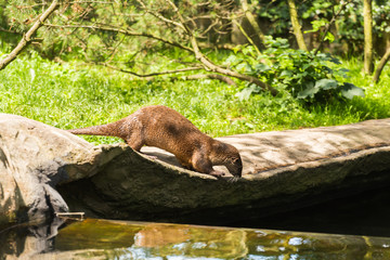 Obraz premium Nimble wet otter caught the mouse and carries it in the mouth down the stone to the water. Concept of predatory animals and life in nature. Animal protection concept.
