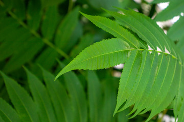 Beautiful background of green leaves. Ecology concept. Nature photography