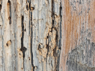 Old cracked wood with wormholes. Wood texture background