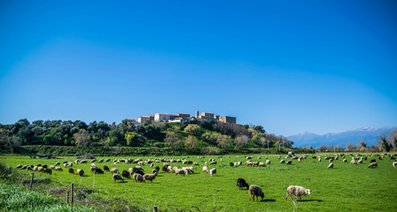 Village Corse, brebis et cimes enneigées