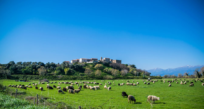 Village Corse, brebis et cimes enneig&eacute;es