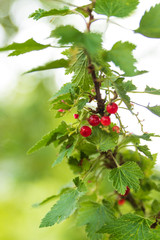 Red currant berries on a bush in a forest with green background and shallow depth of field. 